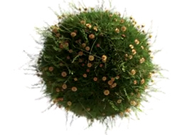 Cvičení tráva Youtube video